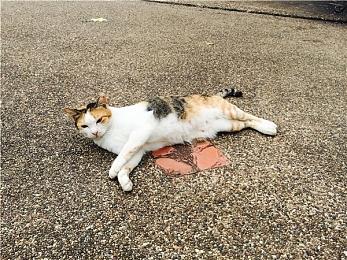 若收购失败 Kotick将继续是动视暴雪的CEO